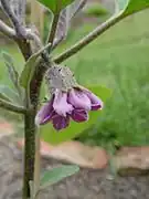 Blüte einer Auberginenpflanze