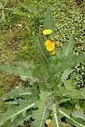 Sonchus kirkii