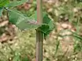 Stängelumfassender Blattgrund der Kohl-Gänsedistel (Sonchus oleraceus)