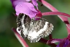 Spargania luctuata