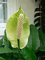 Bei Spathiphyllum bildet ein Hochblatt den Schauapparat und ist per definitionem ein Semaphyll.