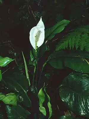 Spathiphyllum montanum