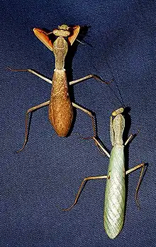 Vergleich zwischen einem Weibchen (links oben) und einem Männchen (rechts unten) bei der Ghana-Gottesanbeterin (S. lineola).