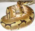 Spider Ball Python