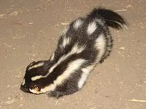 Westlicher Fleckenskunk (Spilogale gracilis)