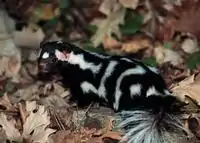 Östlicher Fleckenskunk (Spilogale putorius)