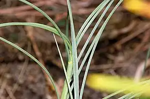 Beach Spinifex