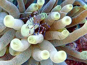 Periclimenes yucatanicus lebt in Seeanemonen.