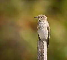 Muscicapoidea: Grauschnäpper(Muscicapa striata)