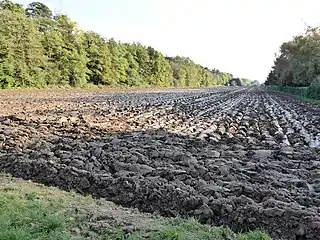 Schwere tonige Verlehmungshorizonte zeigen die ehemalige Versumpfung der Gemarkung Bruchwiesen an