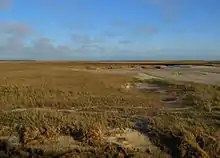 Sandsalzwiese vor Sankt Peter-Ording