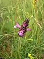 Heil-Ziest(Stachys officinalis)