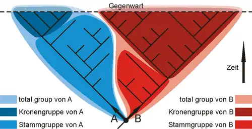 Stammgruppe und Kronengruppe in einem abstrakten Beispiel.