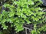 Pilea microphylla