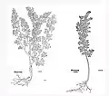 Leonhart Fuchs 1543. Links: Artemisia abrotanum. Rechts: Artemisia pontica.