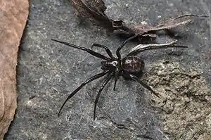 Steatoda capensis