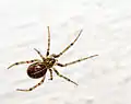 Haus-Fettspinne (Steatoda castanea)