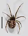 Dreiecks-Fettspinne (Steatoda triangulosa)