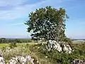 Die harten Kalksteinblöcke verwittern nur langsam und bilden markante Landschaftselemente, wie hier in der Steinbacher Heide.