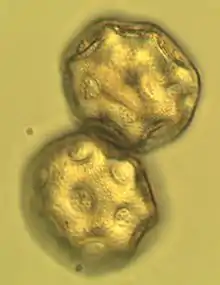 Pollen in Glycerin 400x