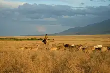 Grasland-Steppe mit Schafherde und Schäfer, Kasachstan, Juni 2011