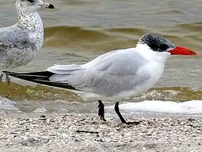 Raubseeschwalbe (Sterna caspia)