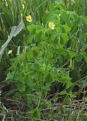 Europäischer Sauerklee (Oxalis stricta)