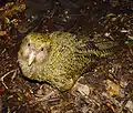 Kakapo (Strigops habroptila)