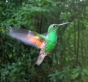 Streifenschwanzkolibri (Eupherusa eximia) im Schwirrflug