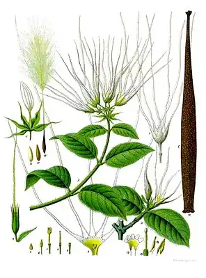 Samen von Strophanthus hispidus mit Samenhaaren, Haarkrone auf einem „Träger“, Granne; Nr. 10a (links oben)