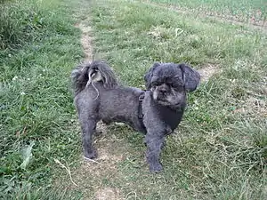 Shih Tzu