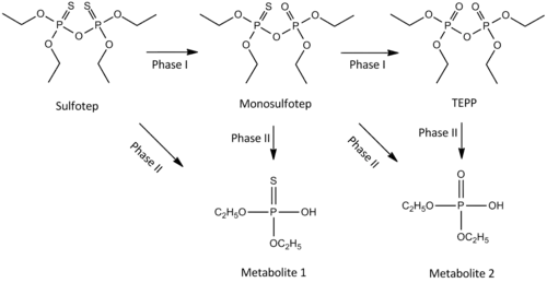 Metaboliten von Sulfotep