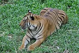 Sumatratiger