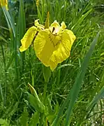 Sumpf-Schwertlilien (Iris pseudacorus) stehen unter gesetzlichem Schutz