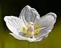 Sumpf-Herzblatt(Parnassia palustris)