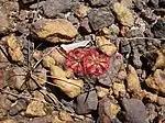 Drosera spatulata. Dharawal Nature Reserve, New South Wales, Australien