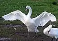 Ein Höckerschwan (Cygnus olor) spreizt die Flügel.