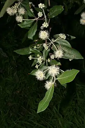 Turpentine (Syncarpia glomulifera)