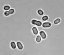 Synechococcus sp. PCC 7002 BF