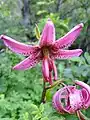 Türkenbundlilie (Lilium martagon)