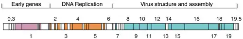 Schematische Ansicht des Genoms eines T7-Phagen. Die Abschnitte entsprechen Genen und sind mit der Gen-Nummer gekennzeichnet. Die Farben kodieren die dargestellten drei Funktionsgruppen, weiße Kästchen sind Gene mit unbekannter Funktion oder ohne Annotation. Modifiziert nach Häuser et al. 2012.