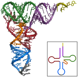 Tertiär- und Sekundärstruktur (im Bild unten rechts) einer tRNA