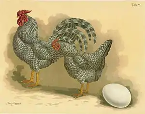 Dominikaner (Huhn)