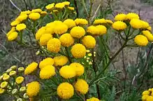 Rainfarn(Tanacetum vulgare)