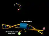 Struktur von Hydrolysesonden vor (oben) und nach Hybridisierung mit der Ziel-DNA und Abspaltung des 5'-Terminus unter Zunahme der Donorfluoreszenz (grün)