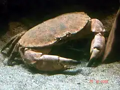 Taschenkrebs aus der Nordsee bei Helgoland