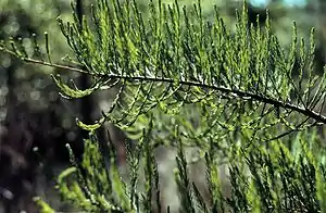 Zweig der Aufsteigenden Sumpfzypresse (Taxodium distichum var. imbricatum); die namensgebenden aufrechten Seitenzweige sind deutlich zu sehen.