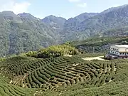 Teeplantagen in Zhushan