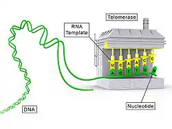 Telomerase