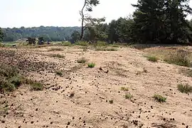 Sanddüne im Pferdegehege